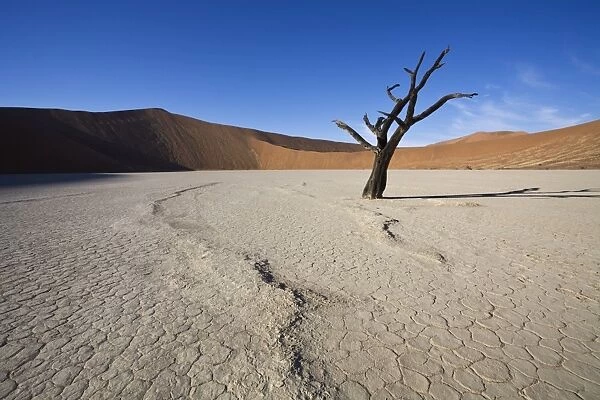 Snaking line in the earth, Dead Vlei, Sossusvlei, Namib-Naukluft Park, Namib Desert