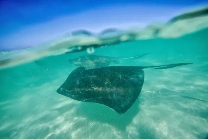 Framed Print : Snap on the water at Stingray City, a reserve hosting tens of stingray circling in Framed Print : Snap on the water at Stingray City, a reserve hosting tens of stingray circling in