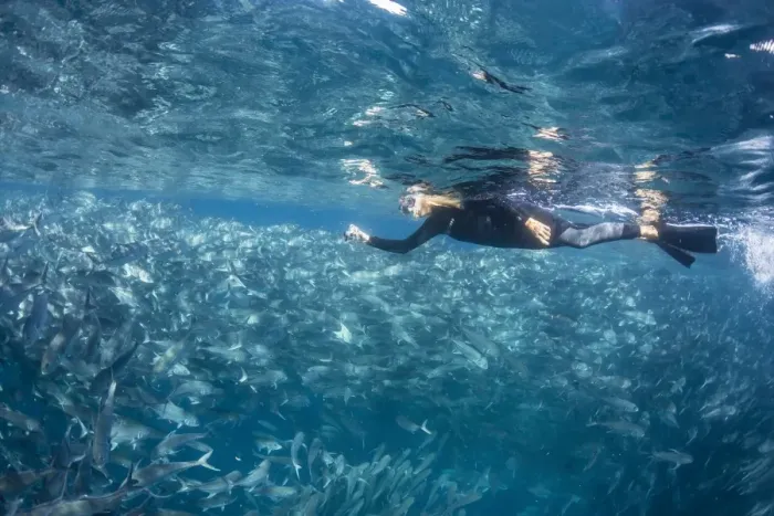 Framed Print : A snorkeler with a large school of bigeye trevally (Caranx sexfasciatus) in deep water near Cabo Pulmo, Baja California Sur, Mexico, North America