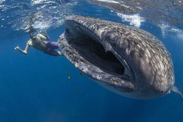 Snorkeller with a juvenile whale shark (Rhincodon typus) feeding on the suface in