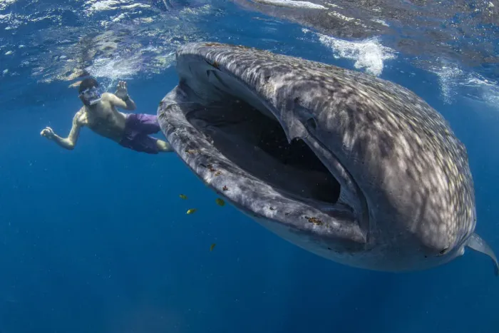 Framed Print : Snorkeller with a juvenile whale shark (Rhincodon typus) feeding on the suface in Framed Print : Snorkeller with a juvenile whale shark (Rhincodon typus) feeding on the suface in