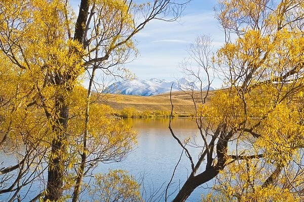Snow capped mountains and autumn trees, Lake Alexandrina, Canterbury Region, South Island, New Zealand, Pacific