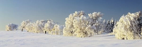 Snow-covered beech trees, Schauinsland Mountain, Black Forest, Baden Wurttemberg, Germany, Europe