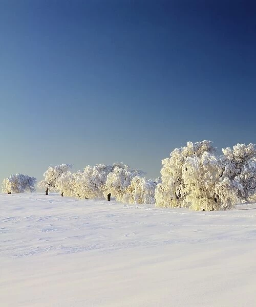 Snow-covered birch trees, Schauinsland Mountain, Black Forest, Baden Wurttemberg, Germany, Europe