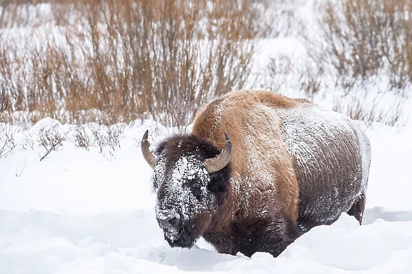 Snow covered bison (Bison bison), Yellowstone National Park, UNESCO World Heritage Site