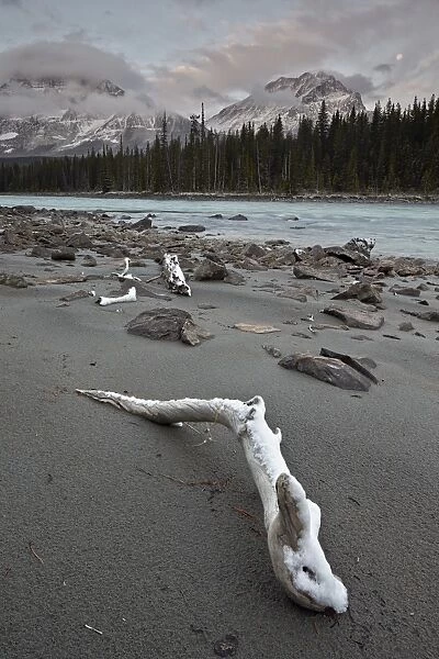 Snow-covered driftwood along the Athabasca River, Jasper National Park, UNESCO World Heritage Site, Alberta, Canada, North America