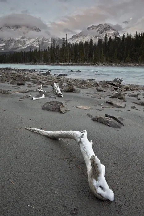 Framed Print : Snow-covered driftwood along the Athabasca River, Jasper National Park, UNESCO World Heritage Site, Alberta, Canada, North America Framed Print : Snow-covered driftwood along the Athabasca River, Jasper National Park, UNESCO World Heritage Site, Alberta, Canada, North America