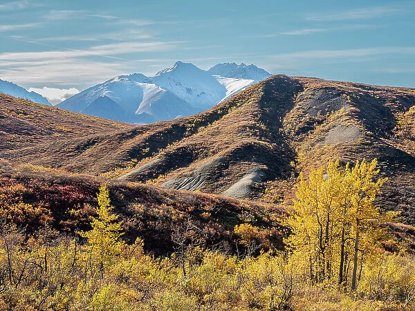 Snow covered mountains and fall color change amongst the shrubs and trees, Denali National Park, Alaska, United States of America, North America