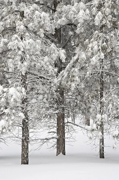 Snow-covered pine trees