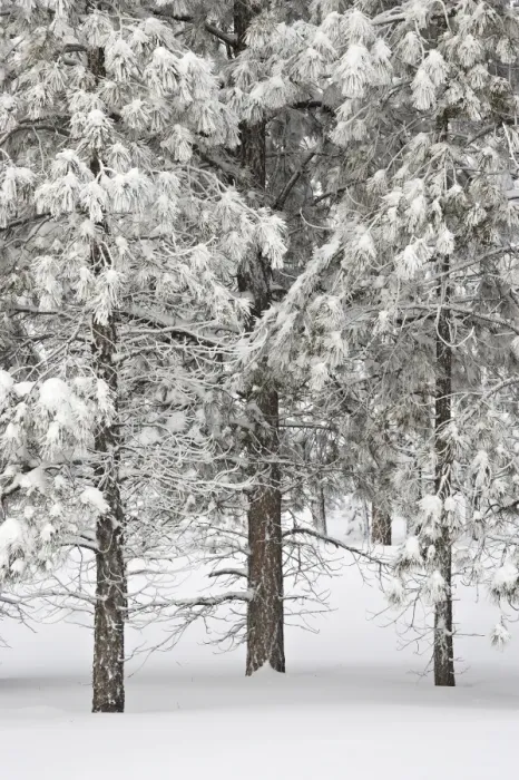 Framed Print : Snow-covered pine trees Framed Print : Snow-covered pine trees