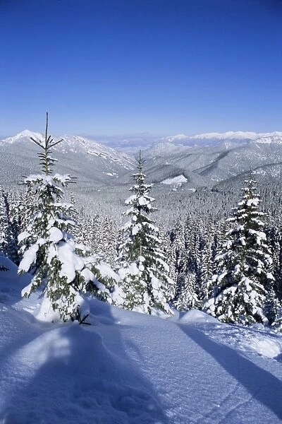 Snow covered pines in the Demanovska Valley
