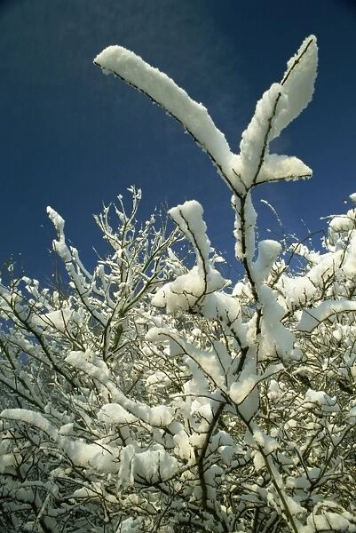 Snow covered tree branches in winter