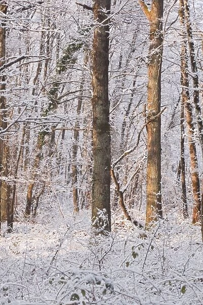 Snow covered trees in the Loire Valley area, Loir-et-Cher, Centre, France, Europe