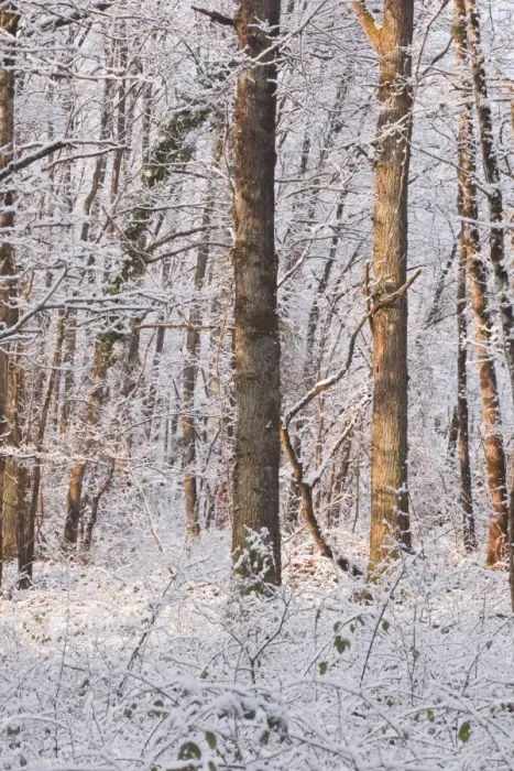 Framed Print : Snow covered trees in the Loire Valley area, Loir-et-Cher, Centre, France, Europe Framed Print : Snow covered trees in the Loire Valley area, Loir-et-Cher, Centre, France, Europe
