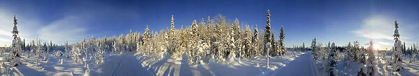 Snow covered trees and track, Kuusamo, Lapland, Finland, Europe