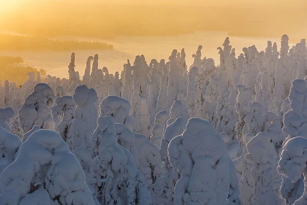 Snow covered trees (Tykky), at sunrise, Ruka, Kuusamo, Finland, Europe