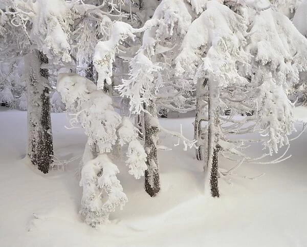 Snow-covered trees in winter, Feldberg Mountain, Black Forest, Baden Wurttemberg, Germany, Europe
