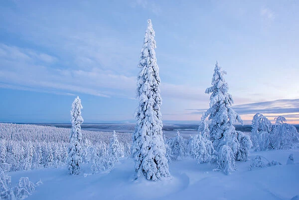 Snow covered winter landscape, Lapland, Pallas-Yllastunturi National Park, Lapland