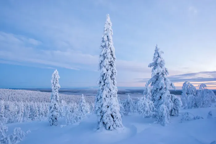 Framed Print : Snow covered winter landscape, Lapland, Pallas-Yllastunturi National Park, Lapland Framed Print : Snow covered winter landscape, Lapland, Pallas-Yllastunturi National Park, Lapland