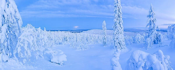 Snow covered winter landscape, Lapland, Pallas-Yllastunturi National Park, Lapland