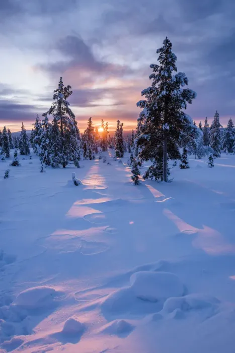 Framed Print : Snow covered winter landscape at sunrise, Lapland, Pallas-Yllastunturi National Park Framed Print : Snow covered winter landscape at sunrise, Lapland, Pallas-Yllastunturi National Park