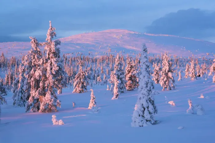 Framed Print : Snow covered winter landscape at sunset, Lapland, Pallas-Yllastunturi National Park