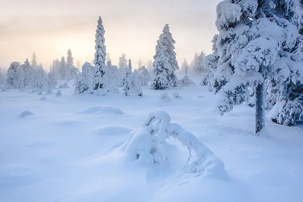 Snow covered winter landscape at sunset, Lapland, Pallas-Yllastunturi National Park