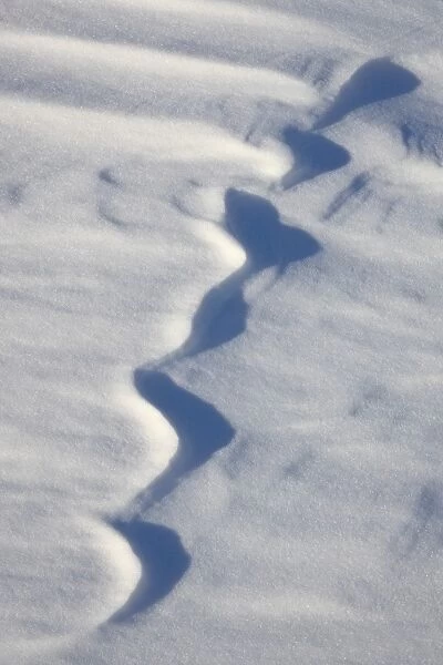 Snow forms, Bosque del Apache National Wildlife Refuge, New Mexico, United States of America, North America
