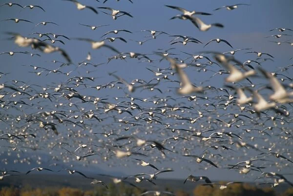 Snow geese in winter