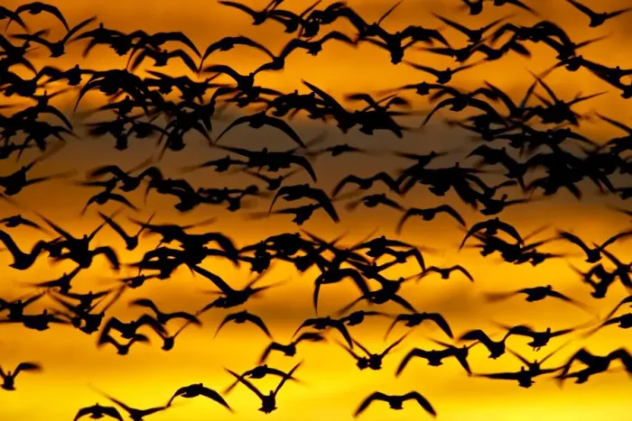 Framed Print : Snow goose (Chen caerulescens) flock at dawn after a blast off Framed Print : Snow goose (Chen caerulescens) flock at dawn after a blast off