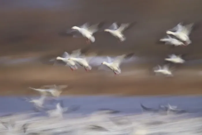 Framed Print : Snow goose (Chen caerulescens) flock in flight, Bosque del Apache National Wildlife Refuge Framed Print : Snow goose (Chen caerulescens) flock in flight, Bosque del Apache National Wildlife Refuge