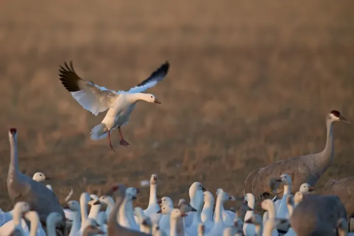 Framed Print : Snow goose (Chen caerulescens) landing, Bosque del Apache National Wildlife Refuge Framed Print : Snow goose (Chen caerulescens) landing, Bosque del Apache National Wildlife Refuge