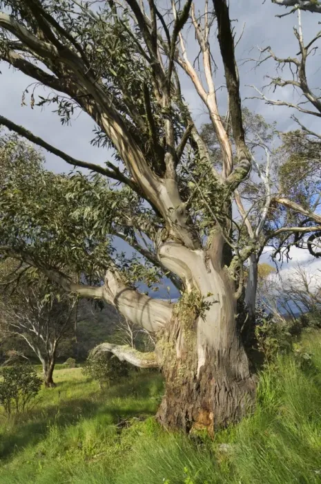Framed Print : Snow gum, Kosciuszko National Park, New South Wales, Australia, Pacific Framed Print : Snow gum, Kosciuszko National Park, New South Wales, Australia, Pacific