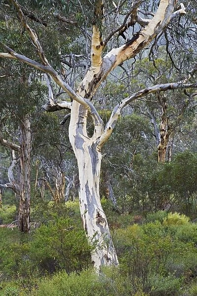 Snow gum, Western Australia, Australia, Pacific