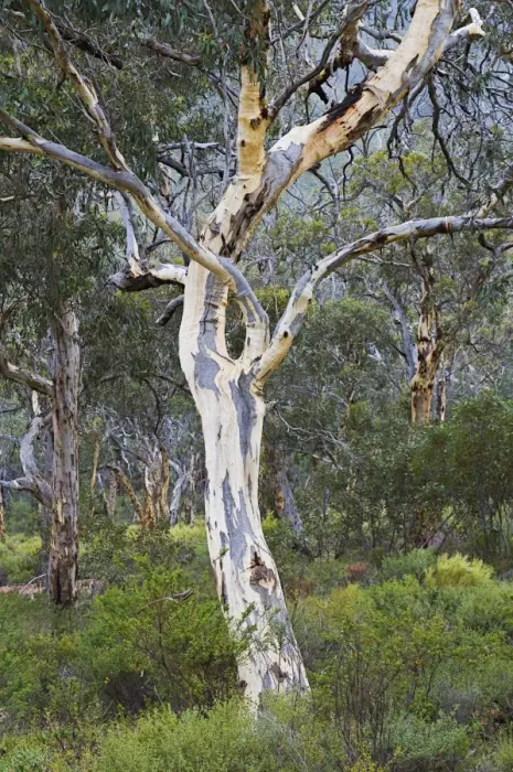 Framed Print : Snow gum, Western Australia, Australia, Pacific Framed Print : Snow gum, Western Australia, Australia, Pacific