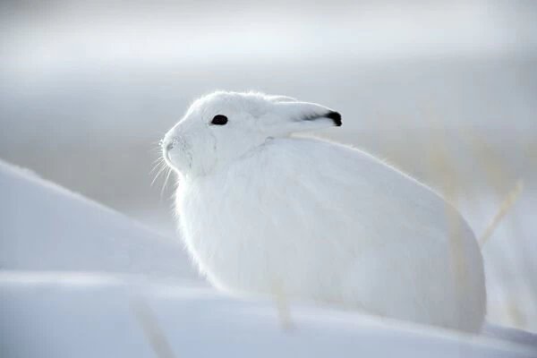 Snow hare (Lepus americanus), Churchill, Manitoba, Canada, North America