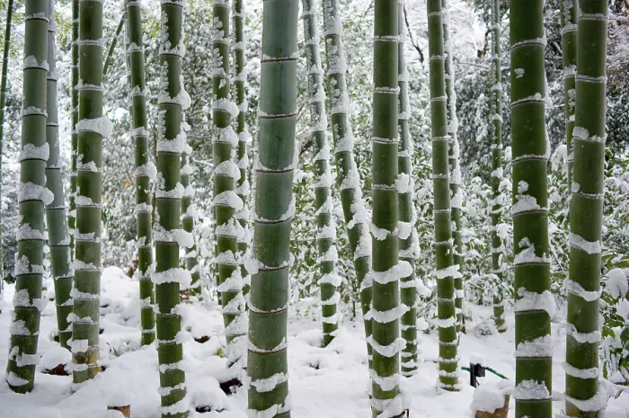 Framed Print : Snow-laden bamboo, Kodai-ji temple, Kyoto, Japan, Asia Framed Print : Snow-laden bamboo, Kodai-ji temple, Kyoto, Japan, Asia