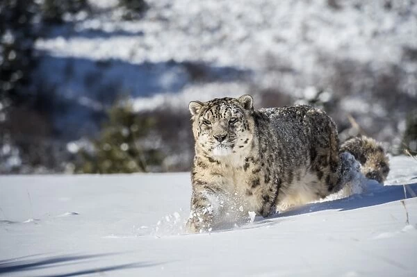 Snow leopard (Panthera india), Montana, United States of America, North America
