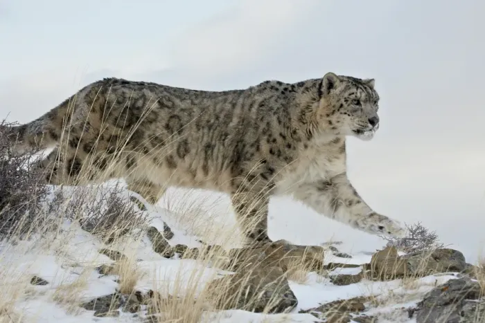 Framed Print : Snow Leopard (Uncia uncia), in captivity, near Bozeman, Montana, United States of America Framed Print : Snow Leopard (Uncia uncia), in captivity, near Bozeman, Montana, United States of America