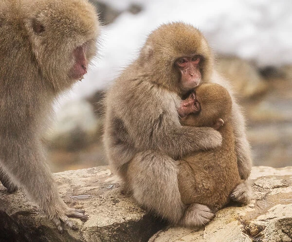 Snow monkey family, Honshu, Japan, Asia