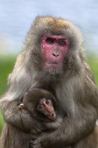 Snow monkey, Japanese macaque (Macaca fuscata) with baby, in captivity, United Kingdom, Europe