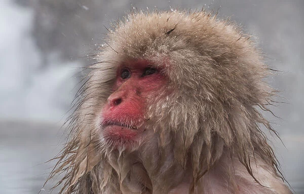 Snow Monkey looking out, Honshu, Japan, Asia