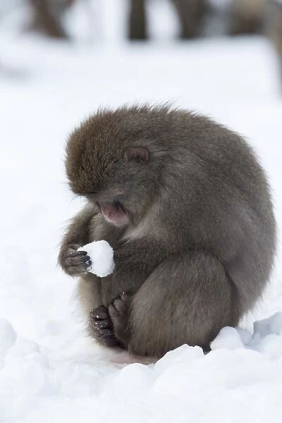Snow monkey (Macaca fuscata), Japanese macaque, captive, Highland Wildlife Park, Kingussie