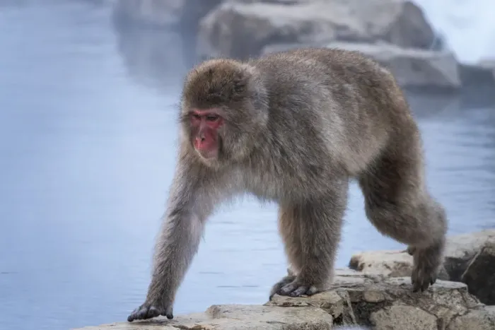 Framed Print : Snow monkey walking on the edge of the Onsen, Honshu, Japan, Asia Framed Print : Snow monkey walking on the edge of the Onsen, Honshu, Japan, Asia