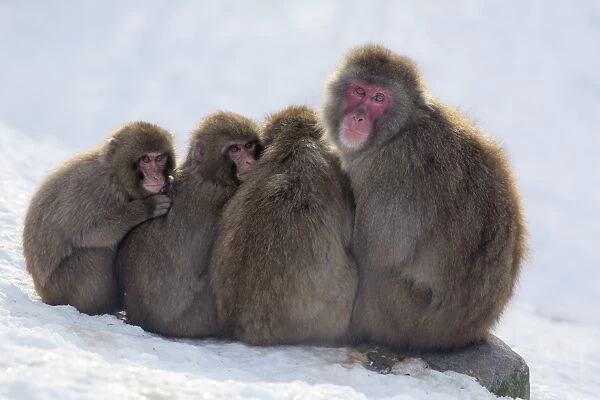 Snow monkeys (Macaca fuscata) huddling together for warmth, Japanese macaque, captive