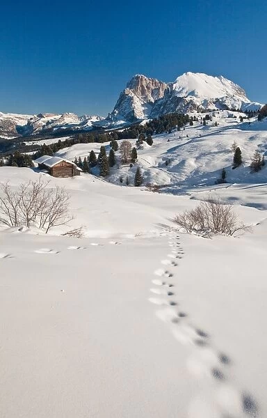 Snow shoe hiking is a great way of exploring the sunny Seiser Alm hiking paradise at Europes largest high alp, South Tyrol, Italy, Europe