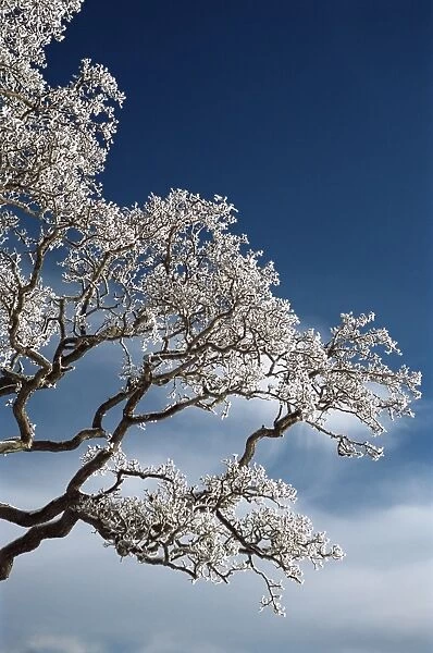 Snow on tree, Wallcrags, Northumbria, England, United Kingdom, Europe