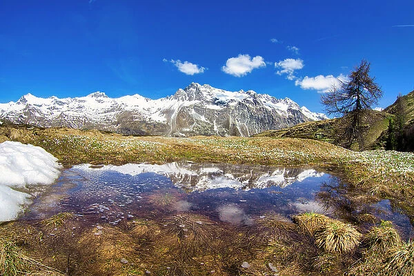 Snowcapped mountains reflected in a pristine lake in springtime, Fedoz valley, Bregaglia, Engadine, Canton of Graubunden, Switzerland, Europe