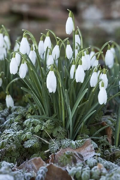 Snowdrops in frost, Cotswolds, Gloucestershire, England, United Kingdom, Europe