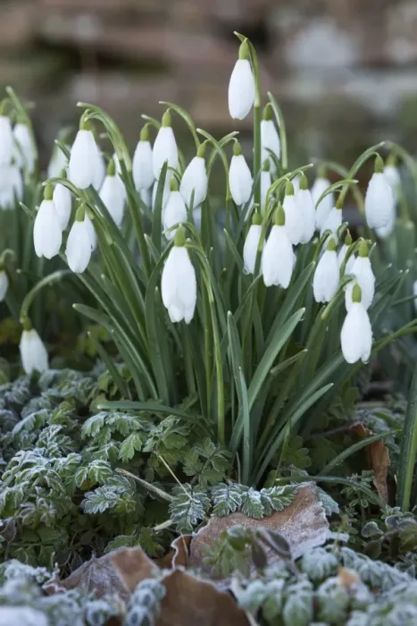 Framed Print : Snowdrops in frost, Cotswolds, Gloucestershire, England, United Kingdom, Europe